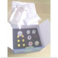大鼠糖抗原125(CA125)ELISA试剂盒 