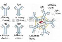 肌肉细胞特异性泛素蛋白连接酶1抗体 