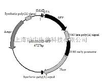 GM-024043  REPOTMSMAD-GFP报告基因 
