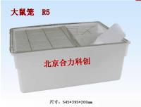 大鼠笼  型号：R5   大鼠群养笼 北京 现货 直销 