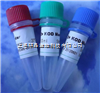 Anti-C-Peptide（ C-PEP ）/FITC荧光,标记C-肽抗体 
