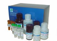 人乳酸脱氢酶（LDH） ELISA试剂盒 