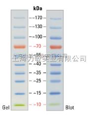 蛋白markerfermentas预染蛋白marker