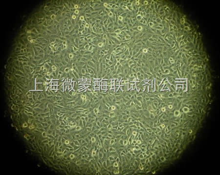 小鼠正常肝细胞结构手绘图