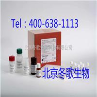 北京进口试剂盒,  大鼠Na-K-ATP酶 Elisa试剂盒/ELISA Kit说明书,**销售 