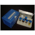 大鼠膀胱肿瘤抗原(BTA)ELISA试剂盒 