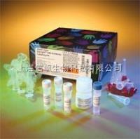 大鼠淀粉酶（AMS） ELISA试剂盒 