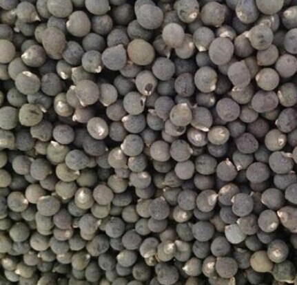 最新枇杷种子最新报价