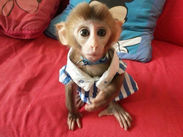 福建省市哪里有卖小猴子的