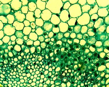 大鼠视网膜muller细胞