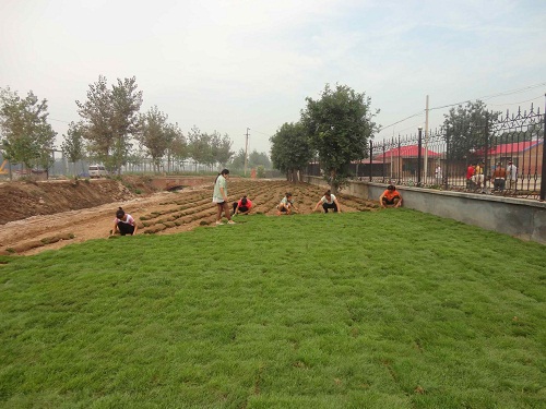 混播黑麦草草坪